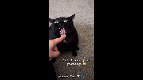 Tiny Titters: Miniature Moments of Mirth! 🐾😄