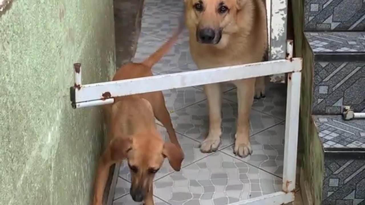 Cachorros obedecem portão wifi