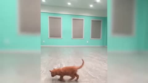 Crazy Cats Doing Crazy Things – Must Watch! 🤯