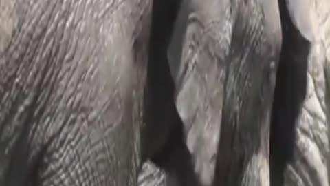 elephants