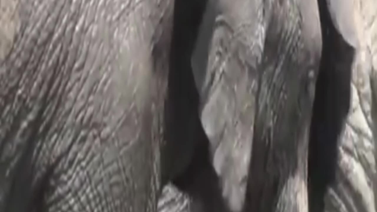 elephants