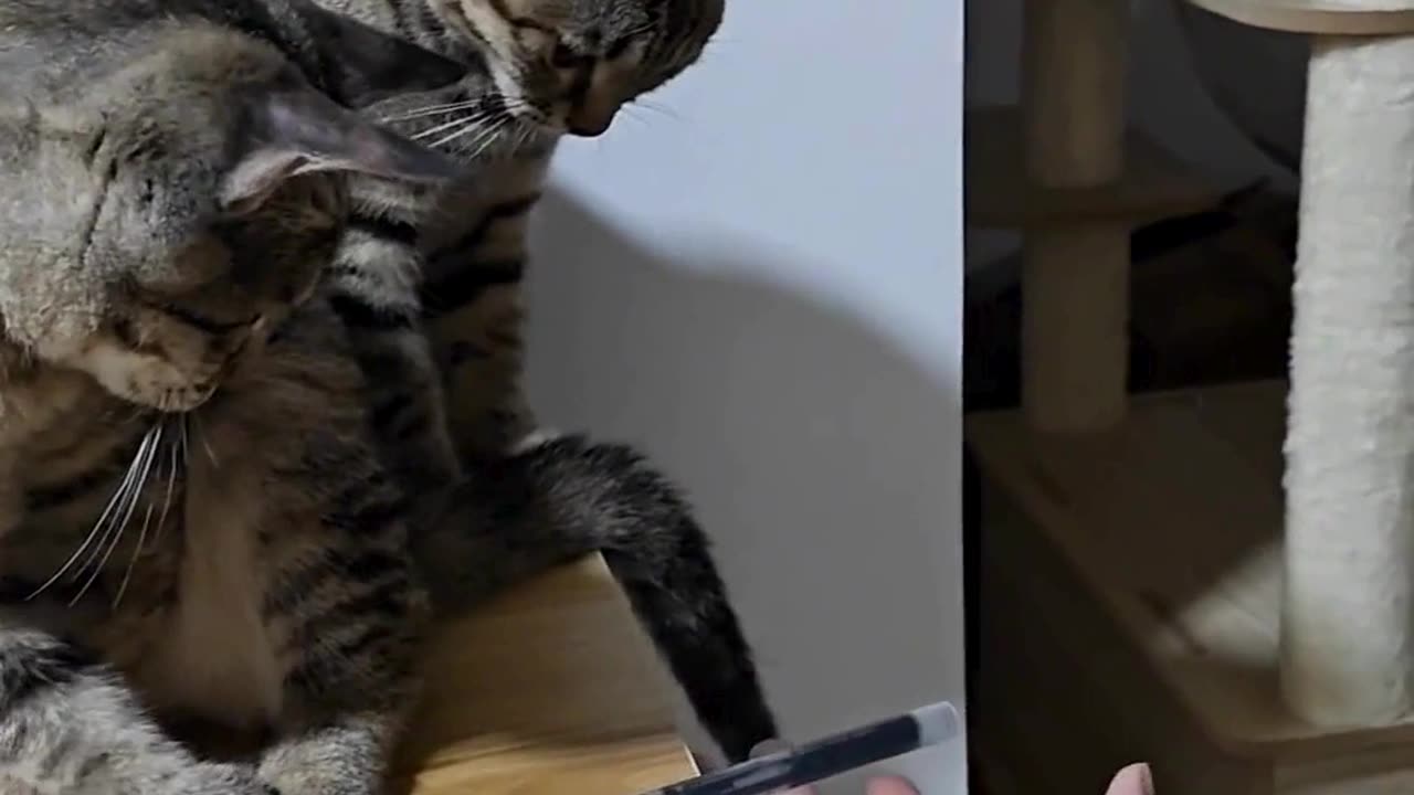 “Cats don’t play games… they create them 😼✏️”