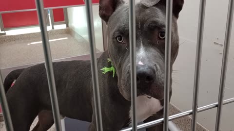 Sizzle 11mos A876193 kennel 190 PACC shelter oops, awoke his bark but he's very loving boy2025914657