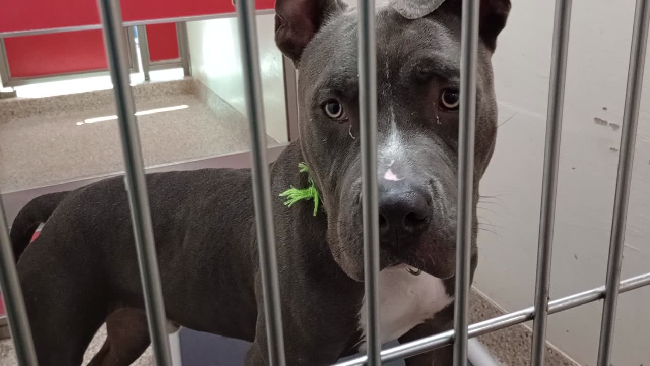 Sizzle 11mos A876193 kennel 190 PACC shelter oops, awoke his bark but he's very loving boy2025914657