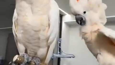 Parrot 🦜 training video 😀