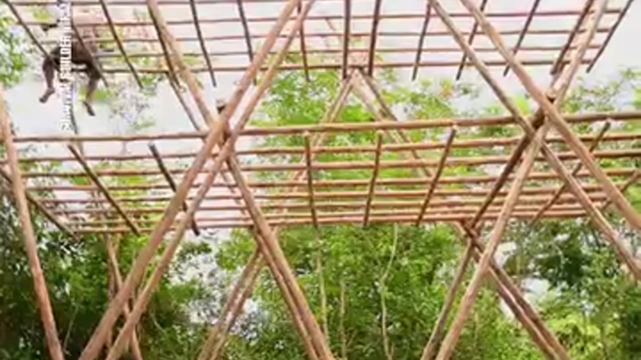 Building a beautiful bamboo house from start to finish with a swimming pool