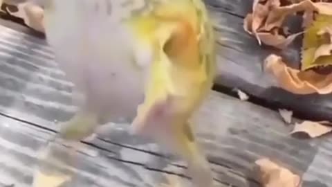😂🐸 When Your Frog People Need You! | FunFM