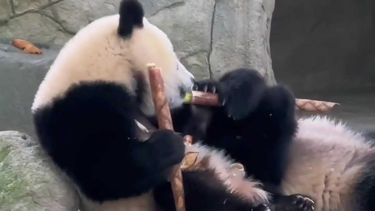Funny pet .panda 🥰🌺💐🌹