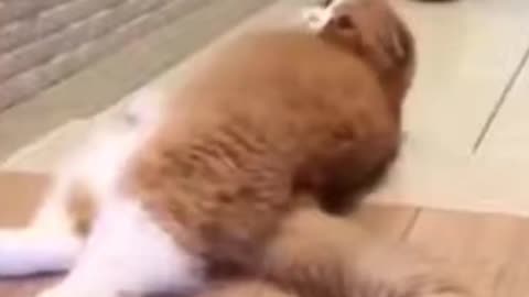 “Epic Cat & Dog Fails You Can’t Stop Watching 😂”