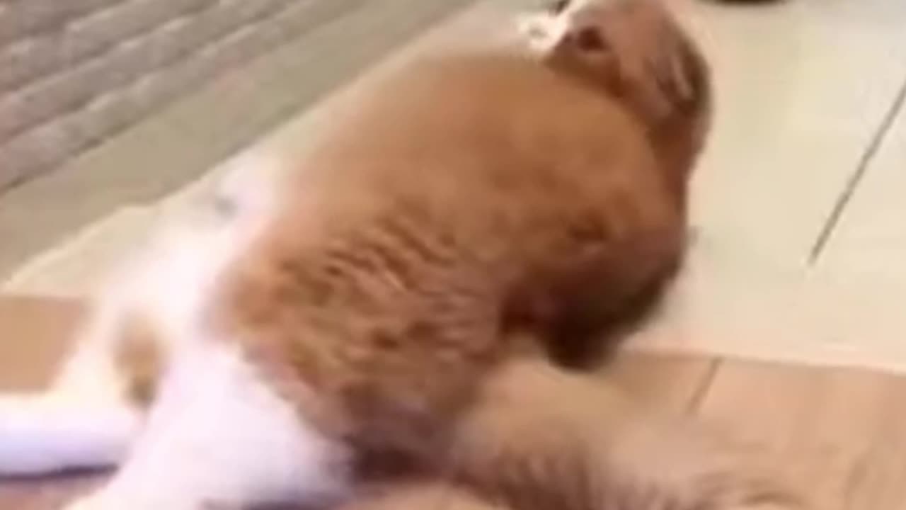 “Epic Cat & Dog Fails You Can’t Stop Watching 😂”