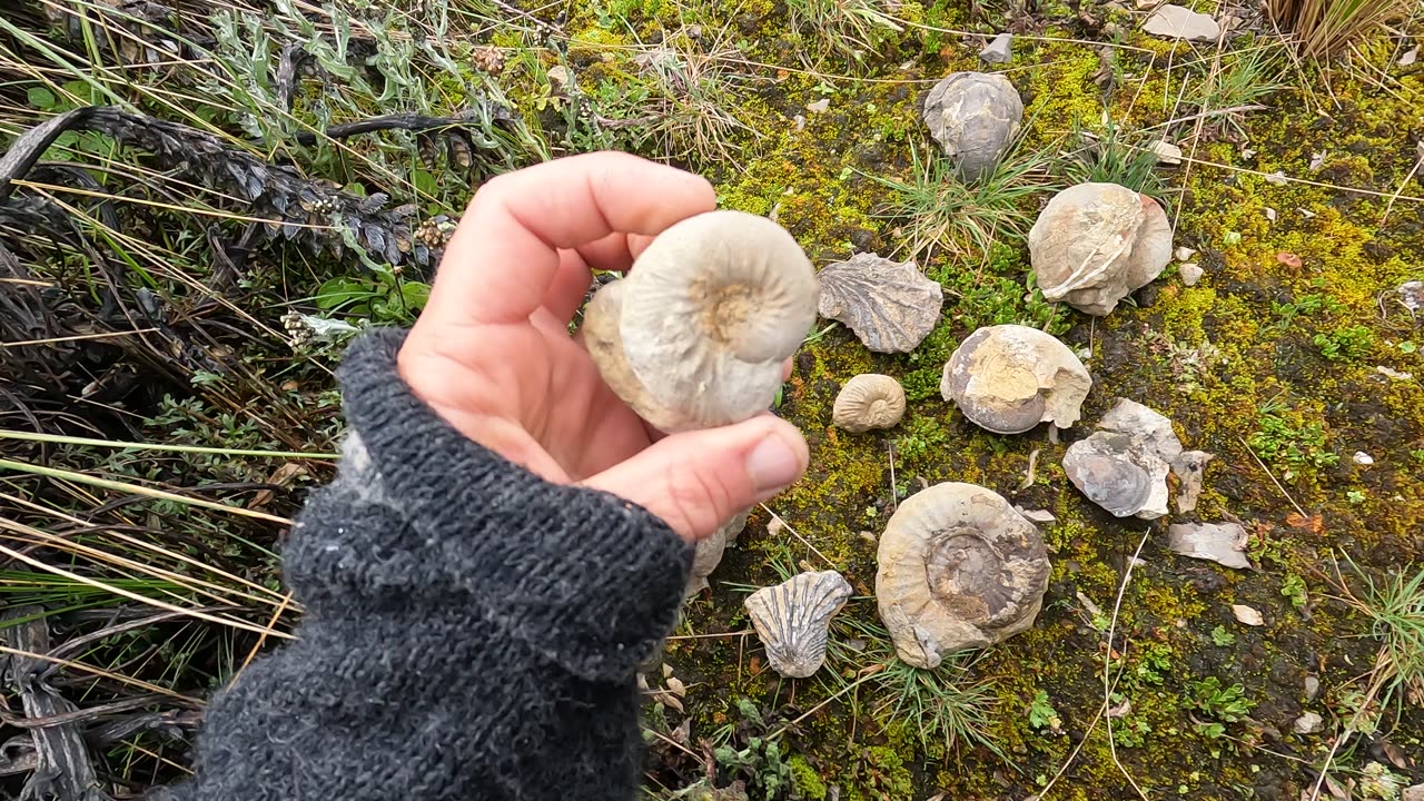 Fossil finds in the mountains