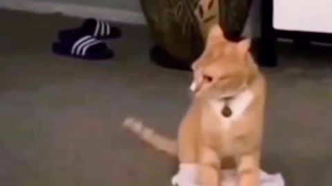 😂🐶 You Won't Believe What the Dog Does Next! | FunFM