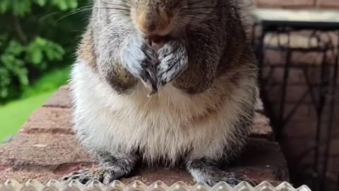 I have a wet squirrel 🐿️ still So cute and adorable