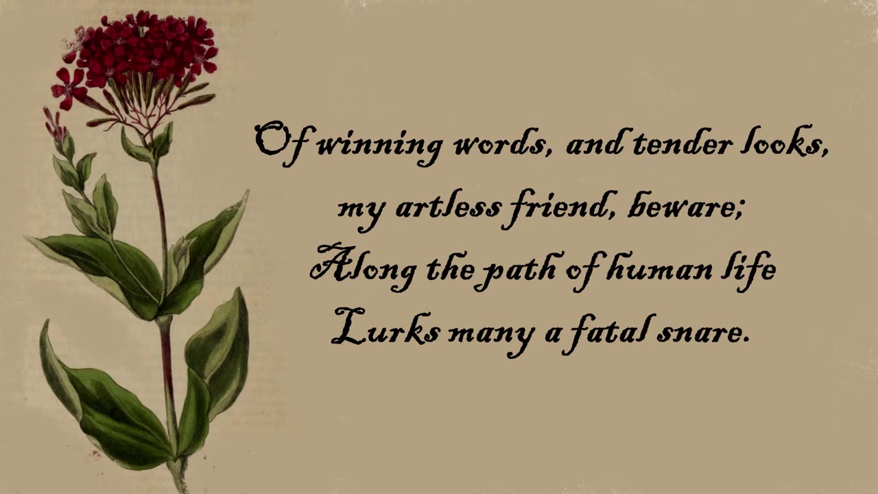 Catchfly, Silene - The Language of Flowers