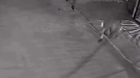 Robber gets deleted for his efforts