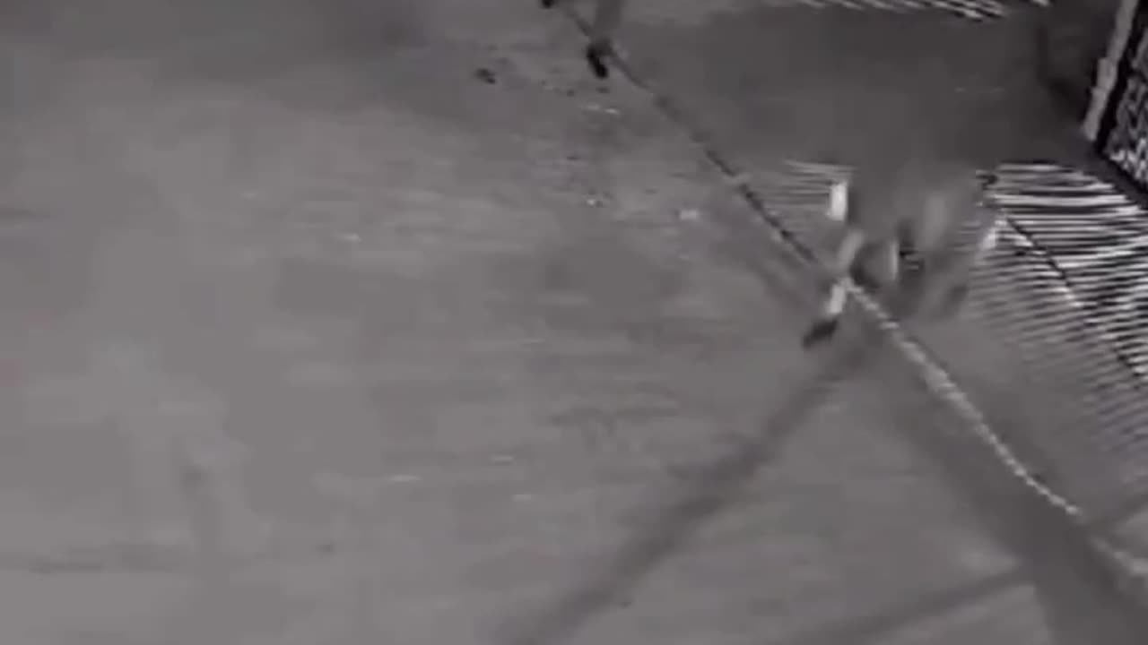 Robber gets deleted for his efforts