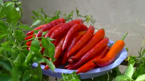 [Home Gardening] No Need Garden: Productive Gardening Solutions for Beginners