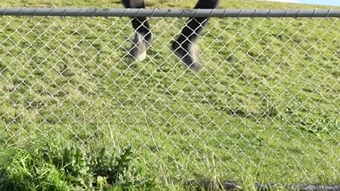Funny Animal Videos