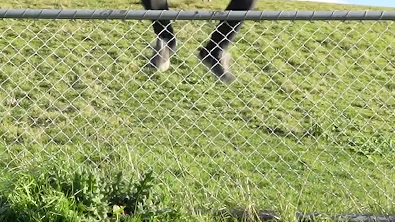 Funny Animal Videos