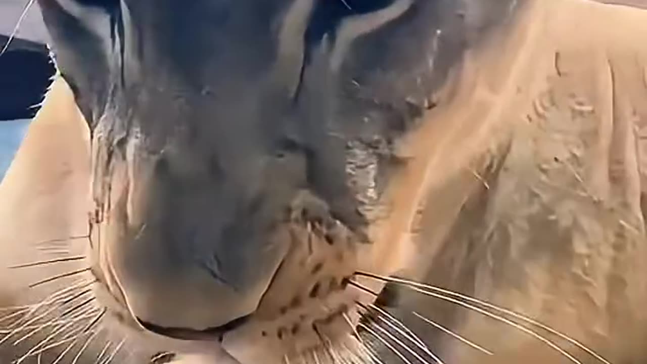 A kind man found a lost lion cub and adopted it