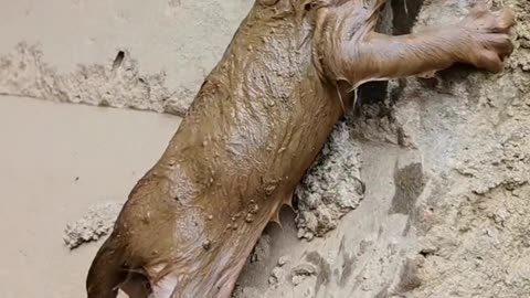 Found Covered in Mud, Cold and Skinny… His Survival Instinct Made Him Meow Softly 🐶💔