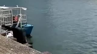 😂🐾 You Won't Believe What This Seal Does! | FunFM