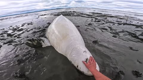 🤯✨ Kayakers Rescue Stranded Beluga Whale in Amazing Save! | FeedMyCuriosity