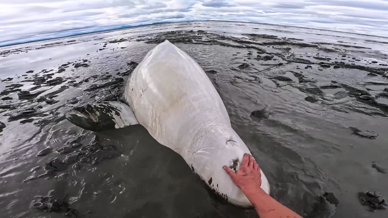 🤯✨ Kayakers Rescue Stranded Beluga Whale in Amazing Save! | FeedMyCuriosity
