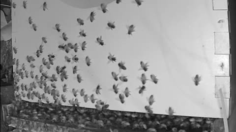 Morning Peek at a Beehive