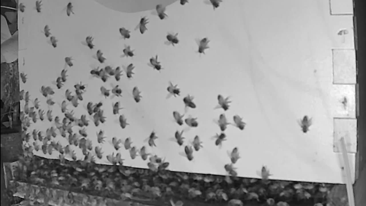 Morning Peek at a Beehive