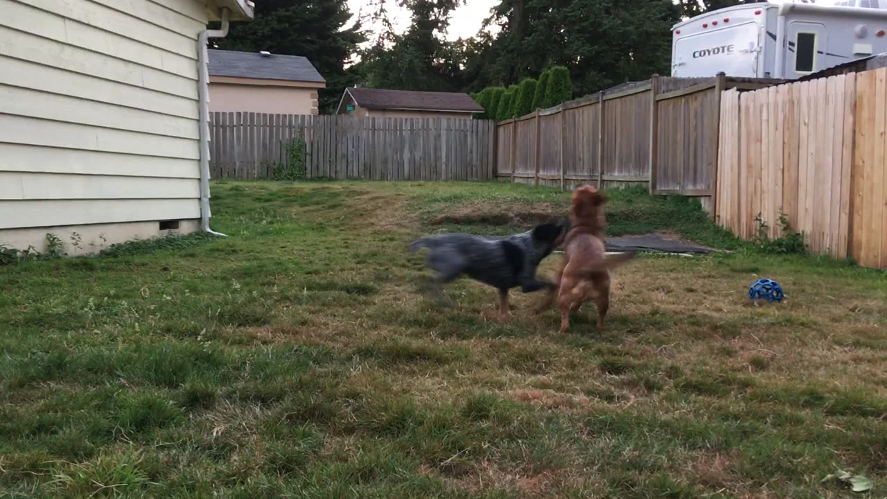 backyard wrastlin 29804208