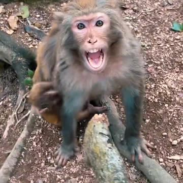 Monkey funny video| monkey 🐵 | animal