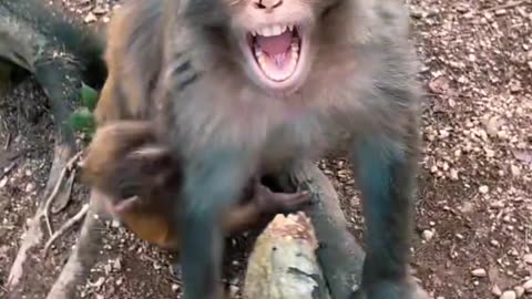 Monkey funny video| monkey 🐵 | animal