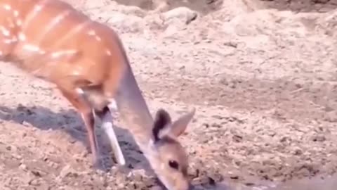 The incredible reflexes of this deer 🥹