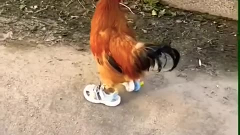 Rooster running