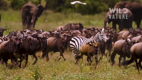 Wild Savannah