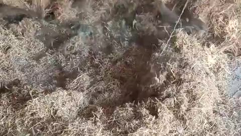 Squirrel Colony