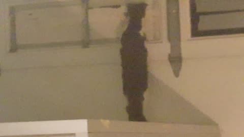 Pointless Pet Video Episode 11 : Meows Such A Metiche (December 21, 2017)