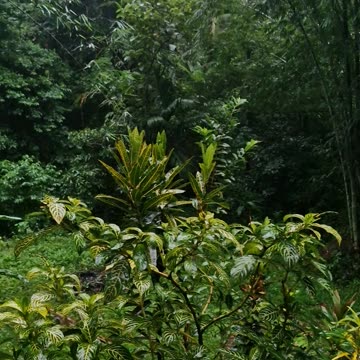 🌧 Relaxing Afternoon Rain at the Farm | Expat in the Philippines 🇵🇭
