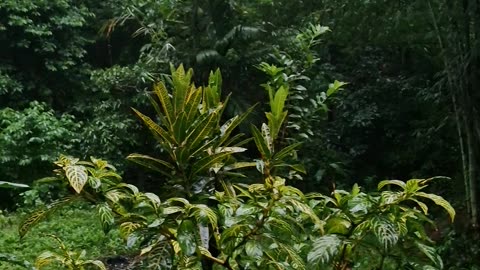 🌧 Relaxing Afternoon Rain at the Farm | Expat in the Philippines 🇵🇭