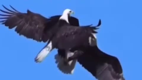 Eagles