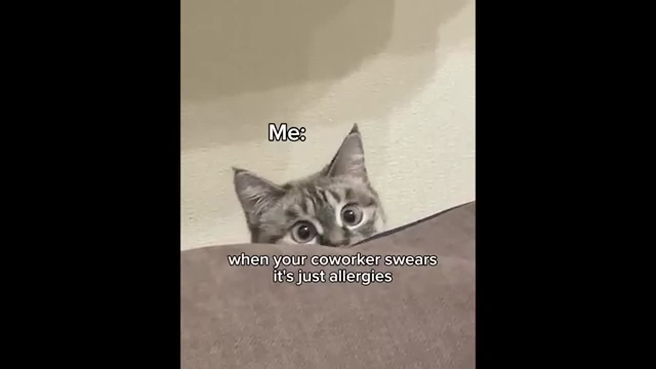 Cats With Zero Brain Activity 😂 Funniest Cats Videos 2024 😹