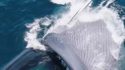 "Massive Whale Feeds in the Deep Sea – Nature’s Giant in Action! 🐋🌊"