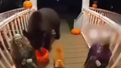 Wild Animal Halloween 10-31-25