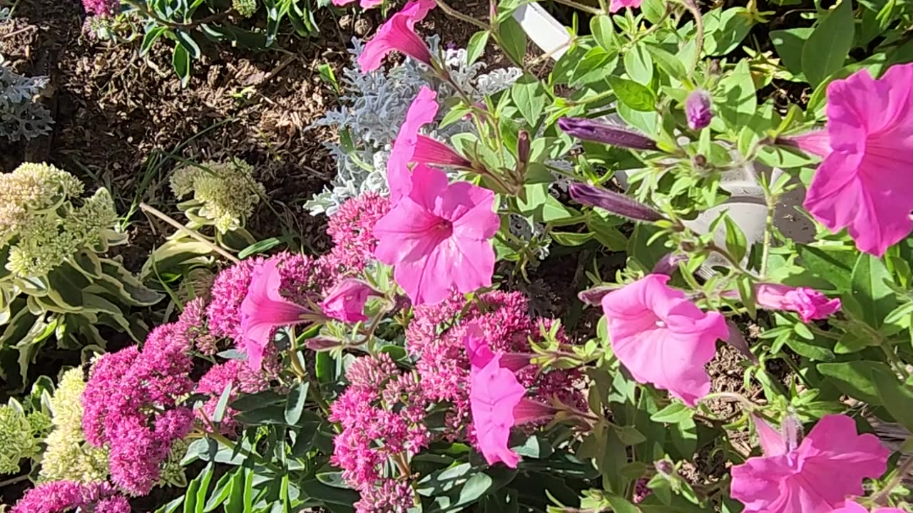 Sedum and Petunias with Bees,