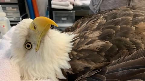 Cowboys Defensive Coordinator SEARCH Begins + MORE