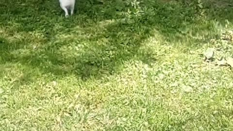 dog