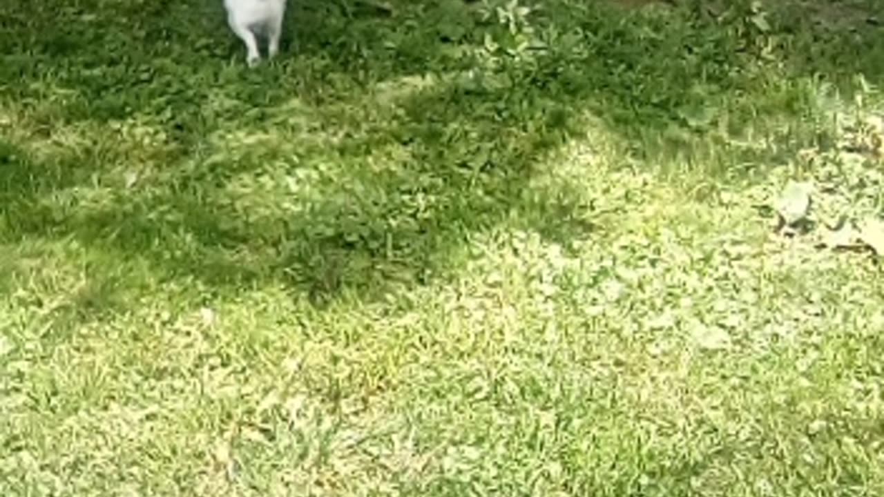 dog