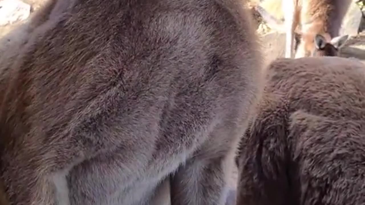 Kangaroo diaries only in Australia 🇦🇺