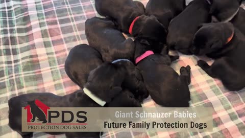 Baby Giant Schnauzers